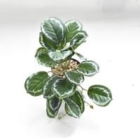 ราคา พร้อมส่ง ต้นไม้ปลอมสำหรับตกแต่งสวนต้นไม้ปลอมแขวนผนังลายนกยูงเต่าใบบีโกเนียบ้านระเบียงเถาดอกไม้สีเขียวกระถางหญ้า (21228511524)