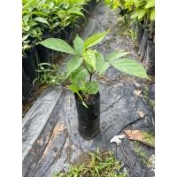 ราคา ต้นเพกา หรือต้นลิ้นฟ้า พันธุ์ต้นเตี้ย สั่ง 3แถม1ถุง ต้นเตี้ยดกฝักดก ฝักใหญ่ (18888563579)