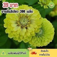 ราคา เมล็ดพันธุ์ ดอกบานชื่นกลีบซ้อนสีเขียว บรรจุ 300 เมล็ด (20097669059)