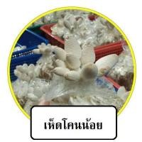 ราคา ก้อนเชื้อเห็ดโคนน้อย ชุด 1 ก้อน พร้อมมีวิธีดูแล เก็บปลายทางได้ มีสต๊อคพร้อมส่ง (9120169170)