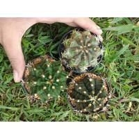 ราคา ต้นยิมโนเขียว Gymnocalycium ไม้เมล็ด ขนาด5 7 ซม ต้นกระบองเพชร ต้นแคคตัส แคคตัส กระบองเพชร (17430437140)