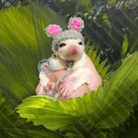 ราคา V หมวกจิ๋ว หมวกไหมพรม หมวก สัตว์เล็ก ชูการ์ กระรอก แฮมสเตอร์ ดอร์เมาส์ แฟตเทล เจอบิล ชูก้า เสื้อ ชุด เสื้อผ้า (19470286724)