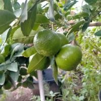 ราคา ขายต้นพันธุ์มะนาวแป้นสุขประเสริฐต้นละ 85 บาทเปลือกบางน้ำเยอะเมล็ดน้อยทนโรคได้ดีครับปลูกได้ทุกพื้นที่ทุกจังหวัดครับ ต้นพันธุ์สูง 40 70 cm สนใจกดสั่งซื้อได้เลยครับ (15387144936)