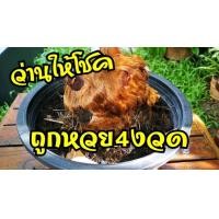 ราคา ว่านลูกไก่ทอง Cibotium barometz ขลังไม่แพ้กุมารทอง เลี้ยงง่ายเก๋ไก๋ ให้โชคลาภ เป็นว่านที่ศักดิ์สิทธิ์ ขนาดกลาง น้ำหนักต่อหัว 1000กรัม ค่าบูชาหัวละ 399 บาท (21008922043)
