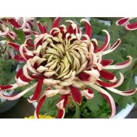 ราคา 100 เมล็ดพันธุ์ เมล็ด ดอกเบญจมาศ ดอกมัม ดอกไม้ แห่งความรื่นเริงและความบริสุทธิ์ใจ Chrysanthemums Seeds อัตราการงอก 80 85 (11650022923)