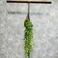 ราคา ต้นเดฟ ในตระกร้าหวาย แขวนประดับ พุ่มขนาดใหญ่ (19803457835)