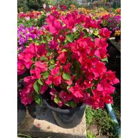 ราคา ต้นเฟื่องฟ้า ดอกกระดาษ Paper Flower เฟื่องฟ้าสาวิตรี เฟื่องฟ้าไม้ประดับ Bougainvillea ต้นสูง 35 40 ซม ในกระถาง 8 นิ้ว เป็นไม้พุ่ม ไม้เลื่อย ดอกออกตลอดทั้งปี สีสรรสวยงาม ทรงสวย ทำเป็นต้นไม้บอนไซได้ ต้น