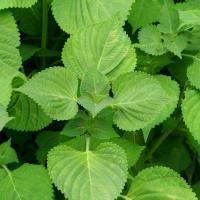 ราคา เมล็ดพันธุ์ชิโสะ ใบงาเกาหลีเขียวโอบะ Green Shiso เมล็ดใบงาเกาหลี 50 120 เมล็ด ปลูกง่าย โตเร็ว ซื้อ 10 แถม1คละได้ (19484317679)