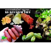 ราคา ต้นมะนาวนิ้วมือ Finger Lime Citrus australasica มะนาวคาเวียร์ จัดส่งพร้อมถุง 4 นิ้ว ลำต้นสูง 30 ซม (21008257925)