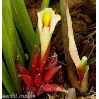 ราคา 2 เหง้า ผู้ เมีย ของแท้ ของเขมร ว่านมหาเสน่ห์ ว่านดอกทอง รากราคะ (8665872900)