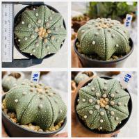 ราคา แอสโตรไฟตัม สตาร์เชฟ ปลาดาว ปลาดาวจีน ยามาโมโตะ Star shape Astrophytum Cactus กระบองเพชร (21082179097)