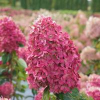 ราคา 20 เมล็ด เมล็ดไฮเดรนเยีย Hydrangea Seeds ดอกไม้ที่สื่อถึงความเข้าใจ ความซื่อสัตย์ สายพันธุ์ Limelight Prime (21086141938)