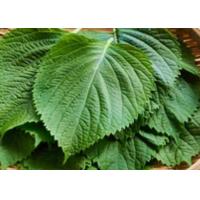 ราคา เมล็ด พันธุ์ ใบงาเกาหลี เมล็ดพันธุ์ชิโสะ สีเขียว Green Shiso 50 120 เมล็ด เมล็ดใบงาเกาหลี โอบะ ซื้อ 10 แถม1คละได้ (17059100892)