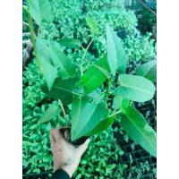 ราคา ต้นพันธุ์ ผักบุ้งนา ผักบุ้งแดงพันธุ์ไทยเกิดขึ้นเองตามธรรมชาติ ตามท้องนา นิยมนำมากินสด ๆ คู่กับส้มตำหรือน้ำพริก พร้อมปลูกถุงดำ 29 บาท (16798401333)