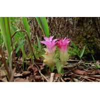 ราคา ต้นสมุนไพรว่านมหาเมฆ ขมิ้นดำ ว่านขมิ้นดำ กระเจียวแดง อาวแดง ขิงเนื้อดำ ขิงสีน้ำเงิน เหวินจู๋ เอ๋อจู๋ ขิงดำ ถุงดำ39บาท (19703482872)