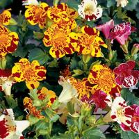 ราคา เมล็ดพันธุ์ มิมิวลัส ไทเกอร์ มังกี้ mimulus tigrinus tiger monkey 400 เมล็ด เมล็ดพันธุ์จาก อังกฤษ (9126175988)