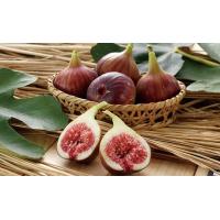 ราคา พันธุ์ long daout Figs Plant ต้นมะเดื่อฝรั่ง Figs ต้นสมบูรณ์มาก รากแน่นๆ มีผลขนาดใหญ่ จัดส่งพร้อมกระถาง 6 นิ้ว ลำต้นสูง 50 ซม (8295018072)