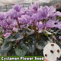 ราคา พร้อมส่ง ง่ายต่อการปลูกเมล็ดพันธุ์ Caclais 100 เมล็ดสดเมล็ด Cyclamen บรรจุ 200 เมล็ดผสมสี Cyclamen เมล็ดพันธุ์ดอกไม้ Bonsi ราคาถูก บ้าน ผลิตภัณฑ์ เมล็ดพันธุ์ดอกไม้ เมล็ดพันธุ์ดอกไม้ เมล็ดพันธุ์ดอกไม้ 