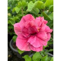 ราคา ต้นชบาดอกซ้อน สีชมพูเข้ม ชบาคาร์เนชั่น ต้นชบา Hibiscus ชบาดอกซ้อน สีหวานๆ สบายตา ต้นสูง 55 65 ซม กระถาง 10 นิ้ว ต้นชบาไทย ดอกซ้อน ชบาคาร์เนชั่น Hibiscus ดอกออกทั้งปี ปลูกไว้ อกดอกเต็มหน้าบ้าน สีสรรสวย