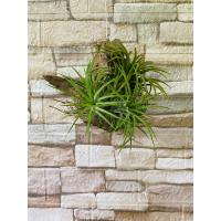 ราคา ทิลแลนเซีย ติดขอนไม้ สับปะรดสีรากอากาศ ติดขอนไม้ พร้อมแขวน (20673067427)