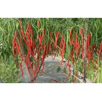 ราคา พริกยาวโจลอง 50 เมล็ด (16747517009)