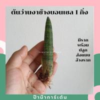 ราคา ต้นว่านงาช้างแบ่งขาย 1 ต้น (17295660471)