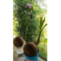 ราคา มะพร้าวงอก สำหรับทำบอนไซ ไม่รวมกระถาง (6747190100)