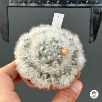 ราคา แมมขนแกะ Mammillaria Bocasana แคคตัส กระบองเพชร cactus succulent (6074076024)