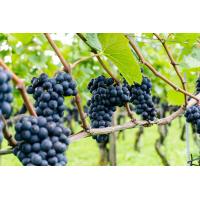 ราคา 1 ต้นองุ่น ติดตา พร้อมปลูก ทำรั้ว สายพันธุ์ พันธุ์ Pinot Noir ปิโนต์ นัวร์ ต้นใหญ่ สูงขนาด 60 80 ซม รับประกันสินค้า (20957364058)