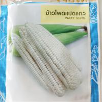 ราคา ข้าวโพดแปดแถว 85 เมล็ด เมล็ดพันธุ์ ตรา เจียไต๋ เมล็ดข้าวโพดแปดแถว แปดแถว ข้าวโพด เมล็ดข้าวโพด (19705623430)