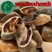 ราคา หอยเสียบ 3 ขวด หอยเสียบดอง หอยเสียบปากพนัง หอยเสียบดองเกลือ (12687744537)