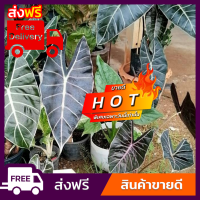 ราคา เหง้าบอนดำสตูล ของแท้ส่งจากสตูล บอนดำสตูลแท้ 100 หลังใบม่วง (12077998534)