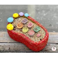 ราคา กระถางดินเผารองเท้า กระถางไลทอป แคคตัส กระบองเพชร ไม้อวบน้ำ Cactus Succulent (17447600977)