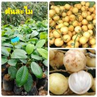 ราคา ต้นละไมหวาน เสียบยอด ละไมหวาน เนื้อฟูนุ่มมีกลิ่นหอม ฉ่ำน้ำ ต้นสูง60cm 1ต้น (1464294258)