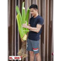 ราคา บอนกระดาดยักษ์ บอนยักษ์ ต้นกระดาด ต้นบอน Alocasia Borneo Giant (20950905575)