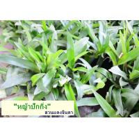 ราคา หญ้าปักกิ่ง หญ้าเทวดา ต้นกล้าสดพร้อมปลูก รากแน่นแข็งแรง ถุง 3 7 นิ้ว รับประกันทุกกรณี (7834059041)