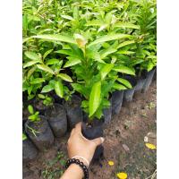 ราคา ต้นชมพู่น้ำดอกไม้ ชุด3ต้น มีรสหวาน หอม น้ำเยอะ ต้นสวย ปลูกง่าย โตไว เพาะเมล็ด (16804894556)