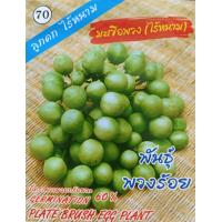 ราคา เมล็ดพันธุ์ มะเขือ มะระ มะเขือเทศ ทุกชนิด เมล็ดผักสวนครัว เมล็ดมะเขือ มะระขี้นก มะระจีน มะเขือเปราะ มะเขือพวง มะเขือยาว (20962571900)