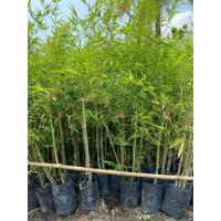 ราคา ไผ่หวาน3ฤดู ออกหน่อตลอดทั้งปี ดูแลง่าย จำหน่ายกล้าพันธุ์ ลักษณะของเด่นไผ่หวาน 3สามฤดูคือ ไผ่หวานไม่มีหนาม ไม่คันคาย และ สามารถออกหน่อให้เราเก็บได้ตลอดทั่งปี ไผ่หวานสามารถปลูกได้ง่าย (13738053703)