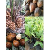 ราคา ต้นสละอินโด สละ เป็นผลไม้ที่มีรสเปรี้ยวอมหวาน (14152540222)