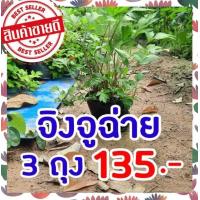 ราคา ชุด 3ถุง 135 บาท ต้นจิงจูฉ่าย ถุงใหญ่ ต้นโต แข็งแรงพร้อมปลูก จิงจูไฉ่ จินจูฉ่าย สมุนไพรใส่ในต้มเลือดหมู ขับลม บำรุงไต (12668913021)