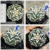 ราคา แอสโตรวี ไทป์ แอสโตร v ชุดที่2 แอสโตรไฟตั้มวีไทป์ Astrophytum V type กระบองเพชร แคคตัส (20981640624)