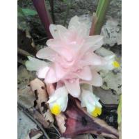 ราคา 3 เหง้า ชุด ว่าน ดอกทองมหาอุดม อยู่ในจำพวกเดียวกับว่าน ดอกทอง (9126703122)