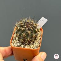 ราคา Horridocactus horridus กระบองเพชร ไม้อวบน้ำ Cactus Succulent (21055667261)