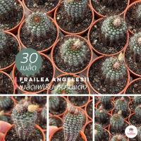 ราคา 30 เมล็ด เมล็ดเฟเรีย หนามแดง Frailea angelesii แคคตัส กระบองเพชร cactus succulent (6327596627)