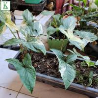 ราคา เงินไหลมาด่าง เงินไหลด่าง ต้นเงินไหลมา ส่งทั้งต้นพร้อมกระถาง สวนลุงแท็คต้นเงินไหลมา ไม้มงคล ไม้ฟอกอากาศ ต้นเงินไหลมา cholaeschool ทุกใบ (17433284462)