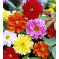ราคา เมล็ดดอกรักเร่คละแบบคละสีบรรจุซอง30เมล็ด (9884846705)