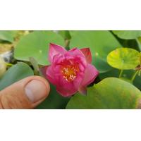 ราคา 5 เมล็ด เมล็ดพันธุ์บัว บัวนอก สายพันธุ์ Micro Missing สีชมพู เข้ม บัวแคระ Micro Lotus Tea Cup Lotus บัวจักรพรรดิ์ บัวสวมงาม บัวนำเข้า (19493478907)