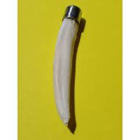 ราคา เขี้ยวหมูตัน หากินเก่ง หากินคล่อง ของเก่าเก็บ ขนาดยาว 6x1 cm (17746534592)