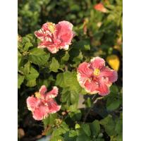 ราคา ต้นชบา ดอกชบา ชบาแฟนซี Hibiscus ชบาฮาวายดอกสวยมาก ต้นนำเข้า ขนาดต้นสูง 25 ซม จัดส่งพร้อมกระถาง 10 นิ้ว ดอกสวยแปลกตา พร้อมจัดส่ง ต้นแข็งแรงรากเยอะ เป็นไม้พุ่มเลี้ยงง่าย ออกดอกทั้งปี (7866704337)